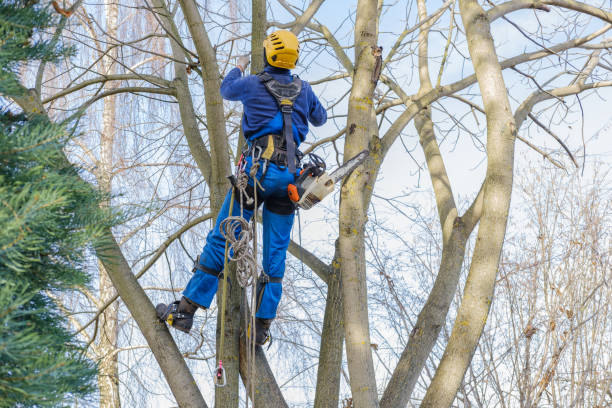 Best Storm Damage Tree Cleanup  in Kankakee, IL