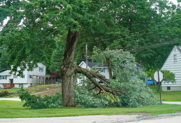 Trusted Kankakee, IL Tree Removal Experts